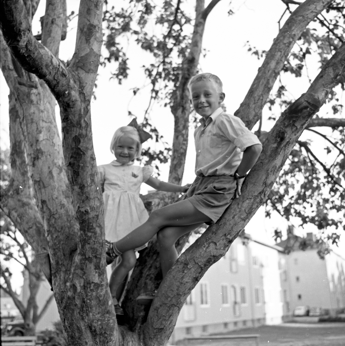 Syskonbild, bror och syster i ett träd