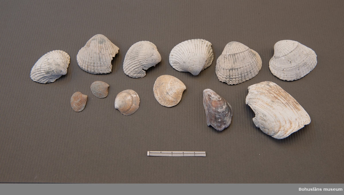 Skal från musslor och snäckor, ex. Mya Truncata, Astarte Sp (borealis?), Cardium Edule.

Fyndet påträffades i den s k "Djupa gropen", ett område som hör till ett av de äldsta mesolitiska lagren inom boplatsen, daterat till ca 9 500 - 10 000 år före nu.