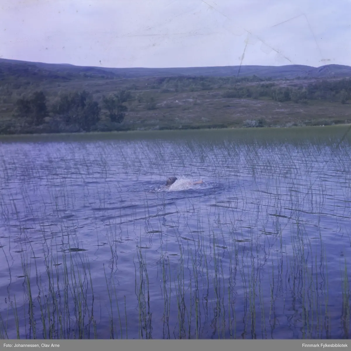 Foto av gutt som svømmer i vann, omringet av bjørkeskog. Antagelig i Finnmark 

Foto trolig tatt på 1960/70-tallet