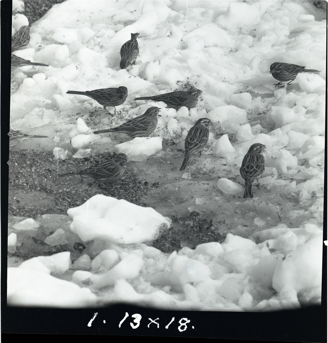 Gulsparvar står i snö, 1959.