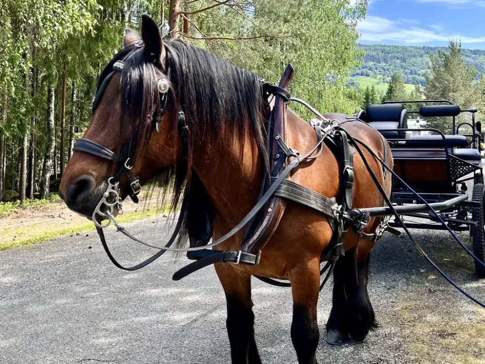 Bildet viser en hest i museumsparken.