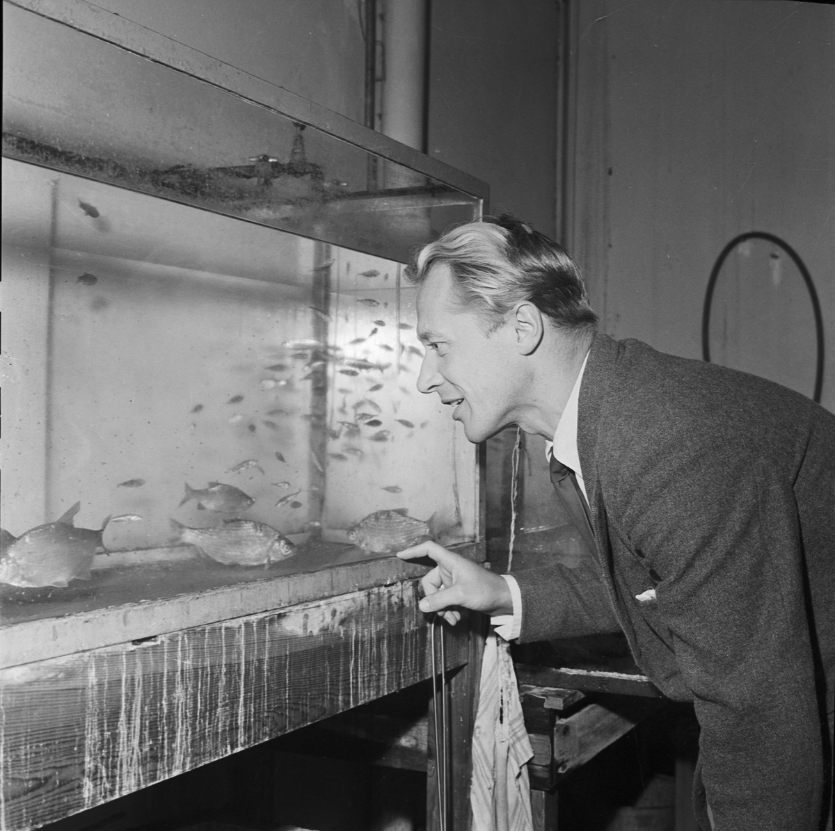Zoologiska institutionen, licentiat Ström med akvarium, Uppsala 1958
