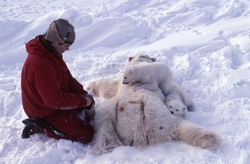 Bilder fra arbeid med isbjørnmerking. Bedøvet binne med to u