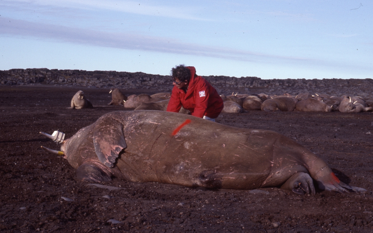 Hvalrossmerking. Veterinær David Griffiths jobber med bedøvet hvalross. Dyret er påført nummer med rød maling og har påmontert radiosender på den ene støttannen.