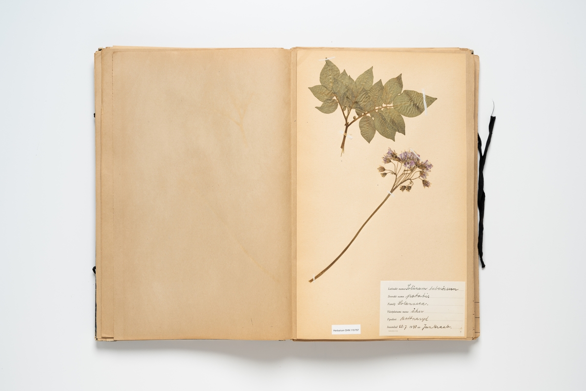 Herbarium med insamlade växter innehållande 59 växtark av papper. Varje blad har en etikett för uppgifter om växtens latinska namn, svenska namn, familj, växtplatsens natur, fyndort, datum, och namn på den som plockat växten. Herbariemappen består av en framsida och en baksida av blåmarmorerad hårdpapp. Mappen är försedd med två par svarta knytband av bomull. På framsidan en etikett med handskriven text: "Jan Graab Jönköping tel. 2538". På framsidans insida tryckt text: "MERZOG Melins Öbergs LITOGRAFEN E S S E L T E N:r 4101".

Regionherbariet i Oskarshamn har sekundärt fäst en etikett på mappens framsida, liksom en ny etikett på varje växtark.