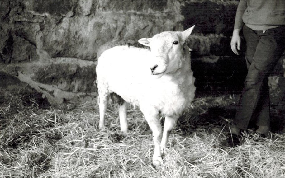 Ett får står på ströhalm framför en stenvägg (lada), Labacka Lund (idag: Labacka 1:19), cirka 1965. En man kommer gående från höger sida mot fåret.