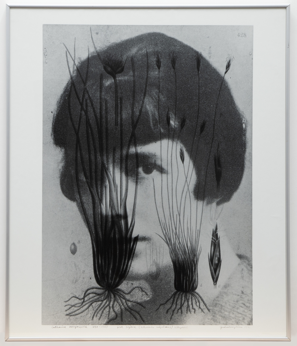 Katherine Mansfield (1888) - 1923) Sort Skjæne (Schoenus nigricans) Utryddet [Fotografi]
