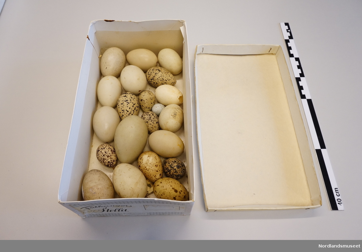 Treesker med rom til egg, 78 eggeskall og en bok "The observer's book of bird's eggs". Lokket på esken har opptegnet skisse esken med oversikt over fugleartene.
Kartongeske med 21 eggeskall.