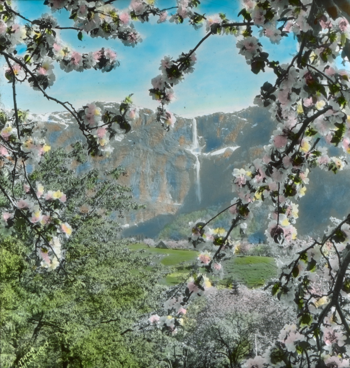 Håndkolorert dias. Frukttrærne blomstrer i Hardanger. Del av Wilses serie kalt "Brudeferden".   