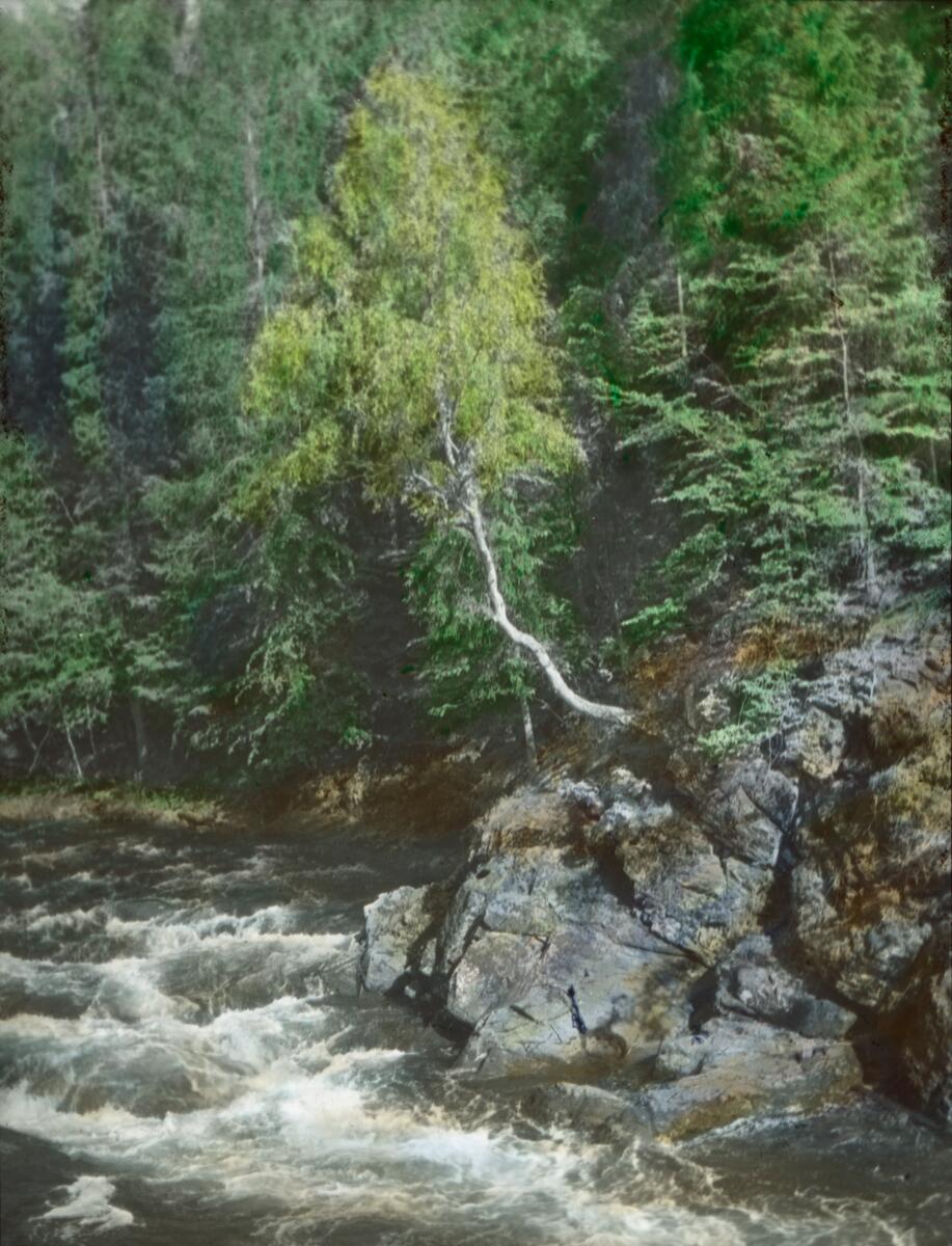 Håndkolorert dias. En elv renner gjennom et skogslandskap. Del av Wilses serie kalt "Solvirkning".  