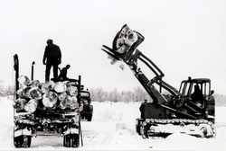 Tømmerdrift i Pasvik. En maskin løfter tømmer opp i en laste
