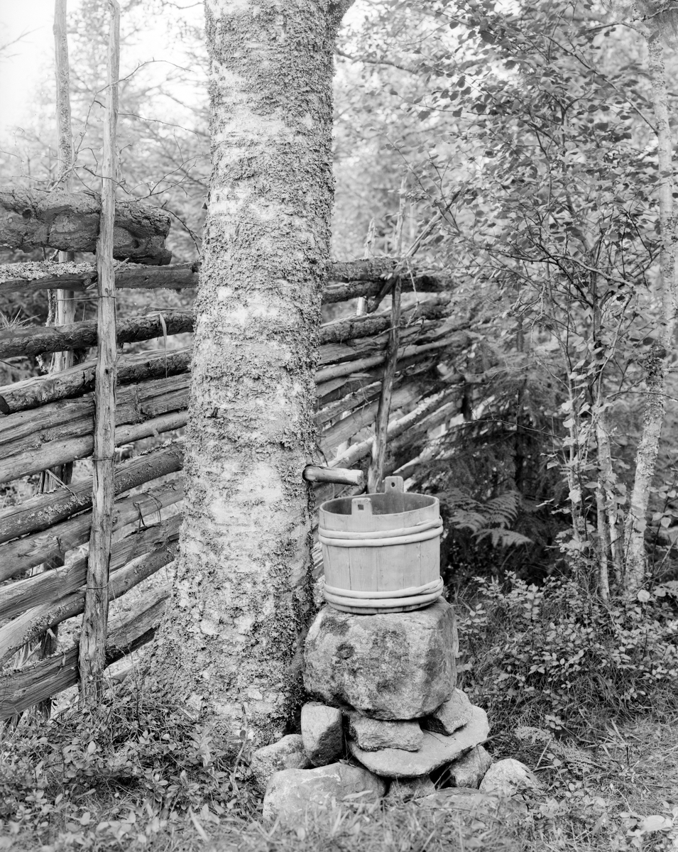 Tappning av björksav i Svinhult socken 1926. Provinsiellt kallat björkelag.
