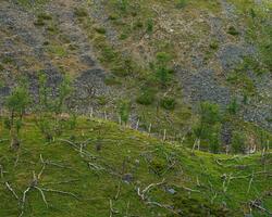 Fjellbjørkeskog på Ifjordfjellet i Tana i Finnmark, der en d