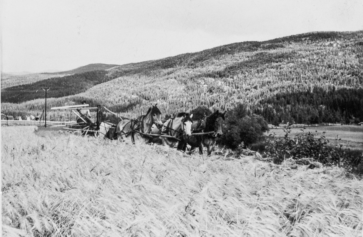Selvbinder på Søre Kopseng, ca. 1915. Tre hester ble brukt som trekkraft i skuronna.