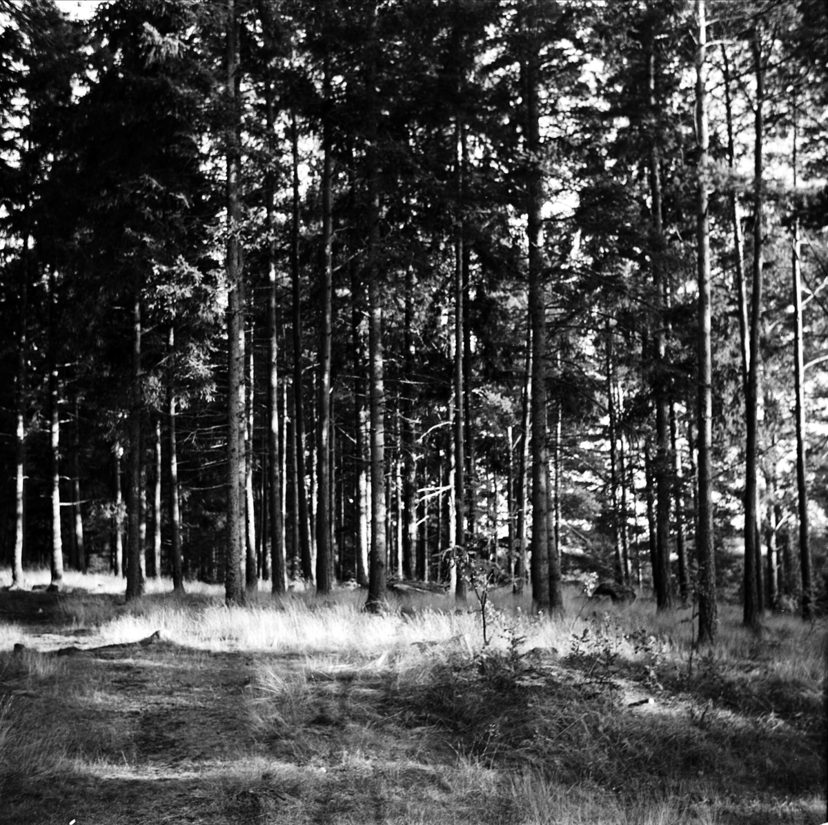 Skog vid Fagerudds sommarpensionat, strax söder om Enköping