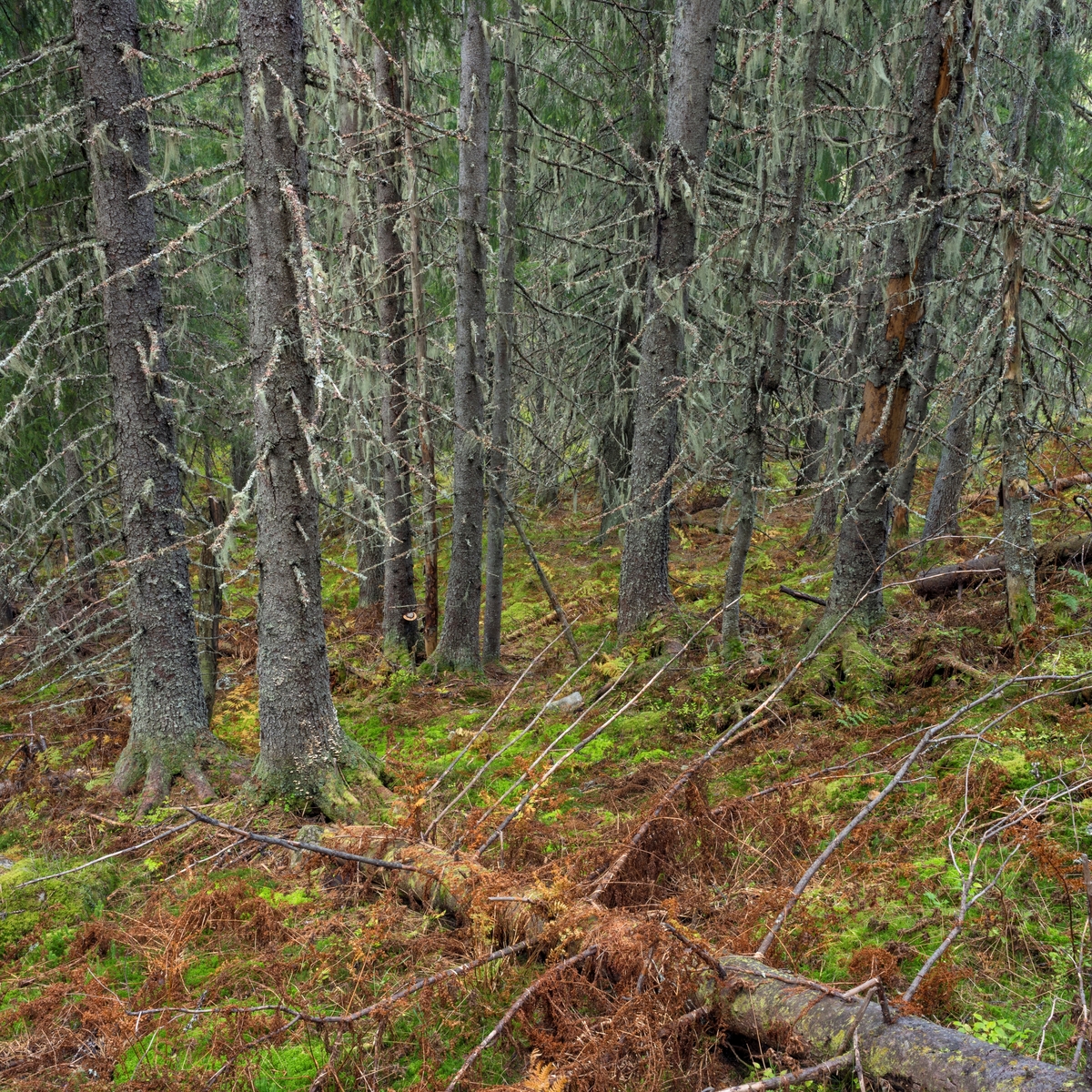 Gammelskog med huldrestry- en rødlistet, sterkt truet hengelav. Som oftest vokser den i gammel granskog, gjerne på gamle grantrær der det er høy luftfuktighet og ikke alt for tett skog. Huldrestry er en epifyttisk hengelav. Epifytt vil si at den vokser på en plante. I Norge finnes det omtrent 40 ulike varianter av hengelav, og av disse er fjorten rødlistet. Snertingdal, Gjøvik, Innlandet.