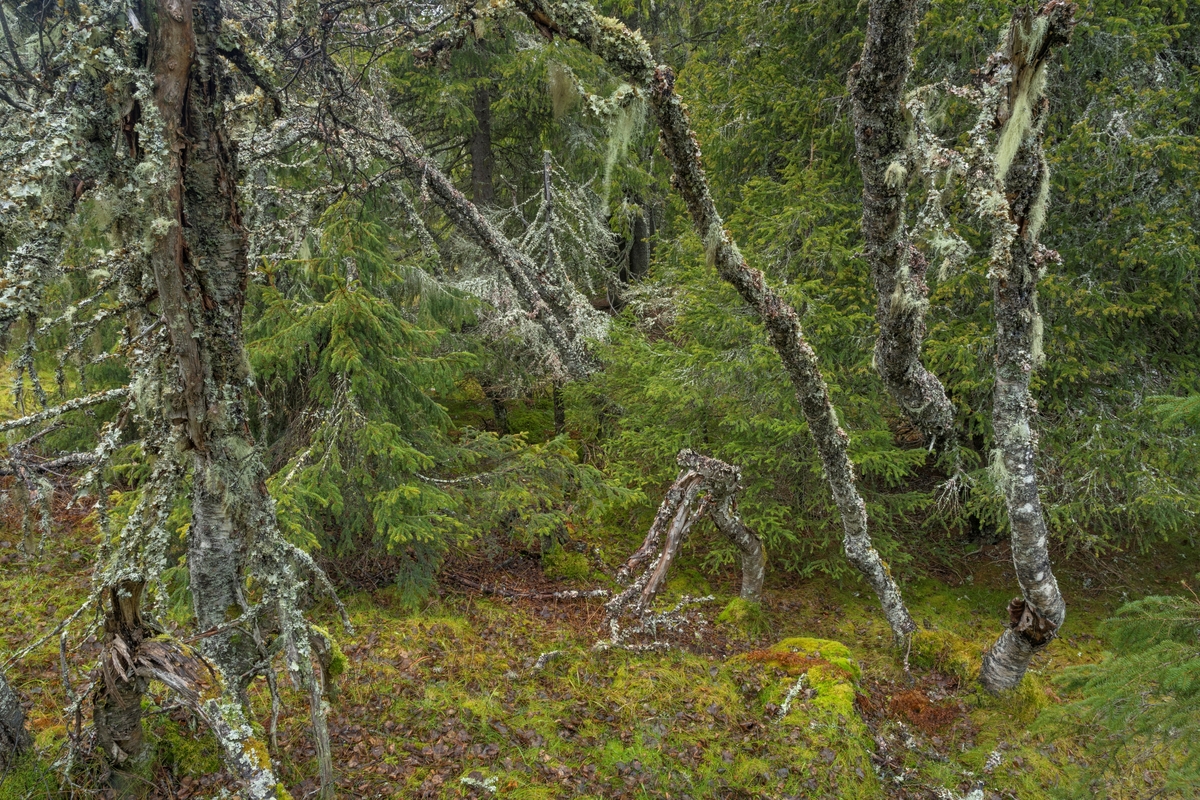 Skoginteriør med bjørk  i gammel, høytliggende skog. Fra Brødalen naturreservat i Trysil, Innlandet. Naturreservatet ble opprettet i 2010. Formålet med å verne det 1.080 dekar store området var å bevare et område med gammel, flersjiktet granskog som har særskilt betydning for biologisk mangfold ved at det inneholder en rekke sjeldne og sårbare arter.