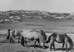 Berga mot Skjærla (yttersida). Hester - sommerbeite