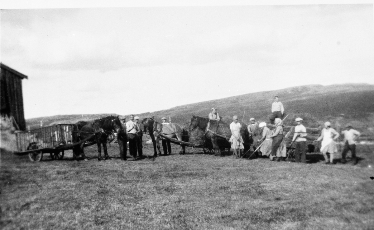 Høykjøring på nedre gruvehagaen ved Kongens gruve, ca. 1939. Tre hester og 13 personer deltar