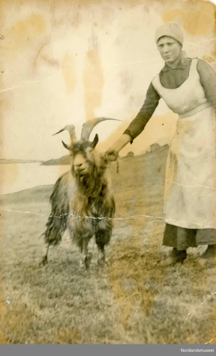 Sela Valborg Hansen,  født i 1896, står sammen med en geitebukk på Holmvåg i Steigen. Faren Ole Hansen Flagstad kom fra Lesja.