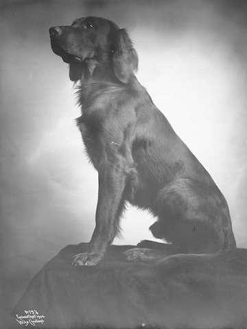 Prot: Genere - Hundehode - Irish Setter siddende (Bliekfeldts), 25/10 1904