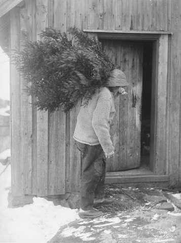 Prot: Fisker med Juletre 1909