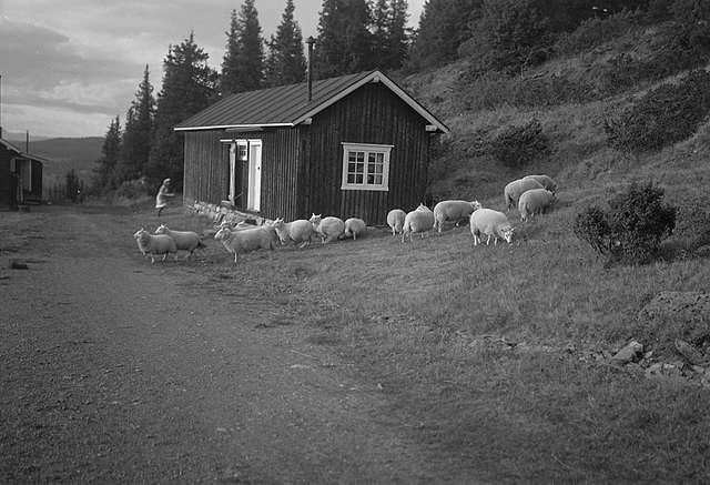 Prot: Høifjell Etnadalen Sauene beiter