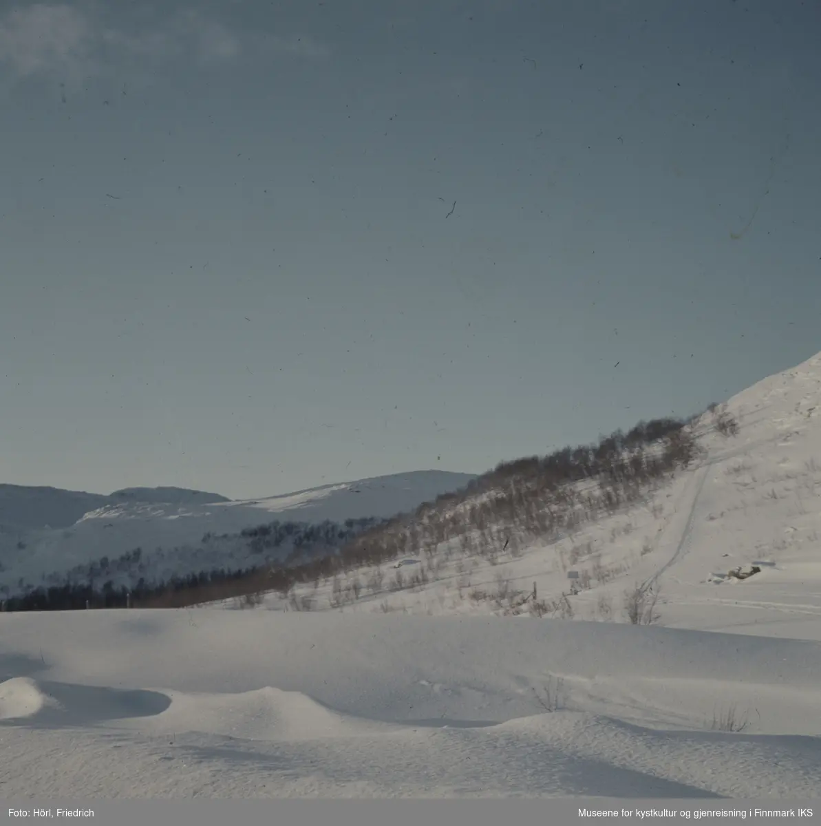 Vinterlandskap med bjørkeskog på fjellet i Finnmark fotografert 1957/1958.