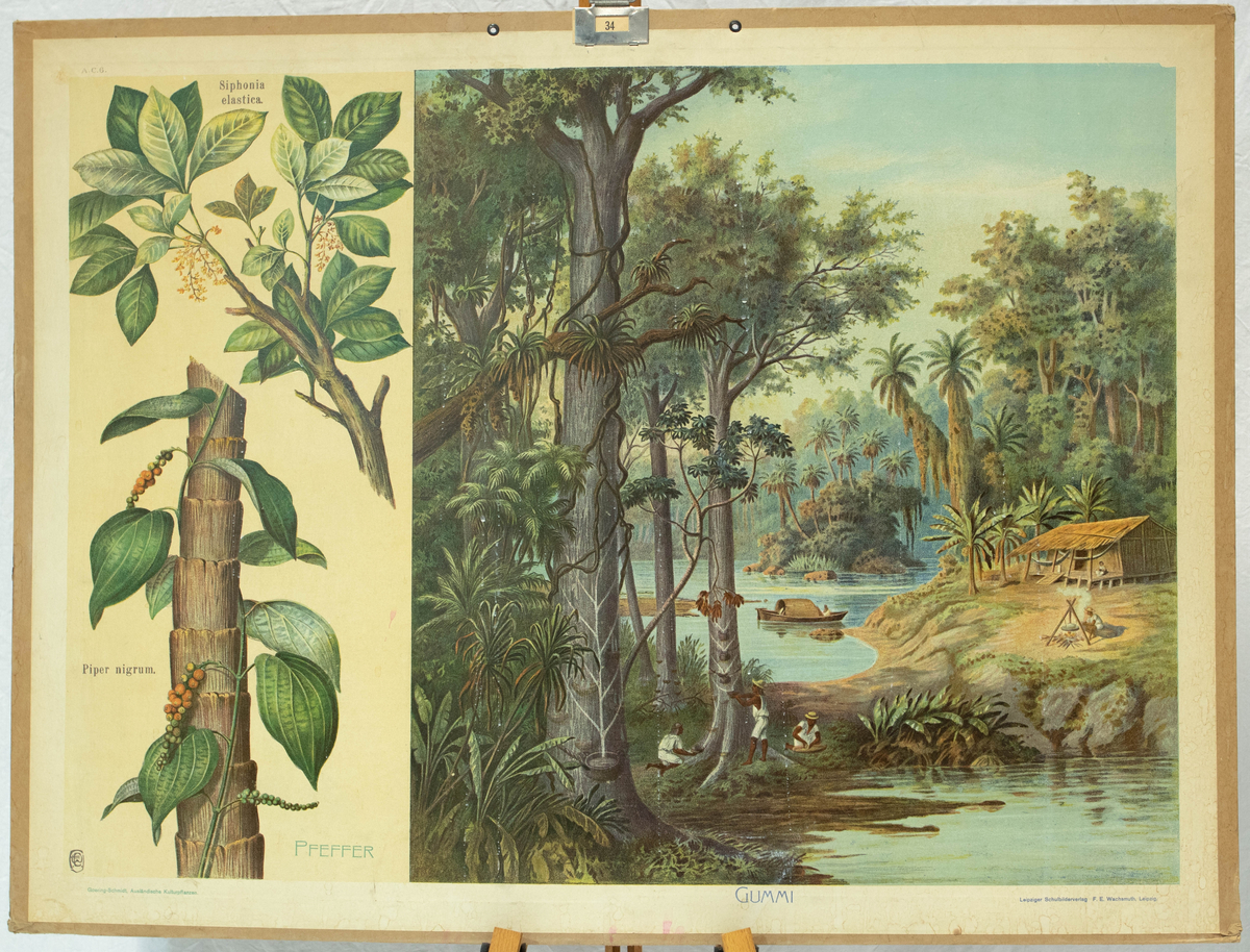 Gummiproduksjon i et tropisk skoglandskap. I midten er det synlig gummitrær med kanaler skjært i seg for innnsamling av gummitreets sevje. Til høyre er det et hus ved en innsjø eller elv. På venstre siden av plansjen er en pepperplante og en gummiplante.