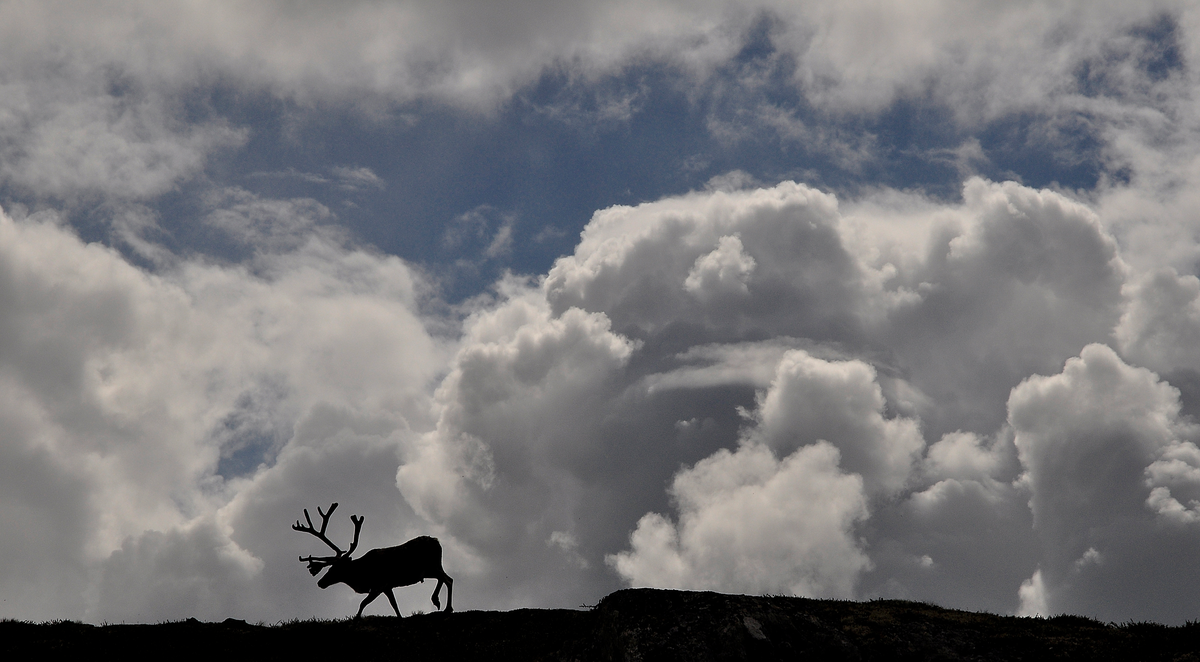 Reinsdyr i Nesningsfjellet. - Hallingdal museum fotosamling ...