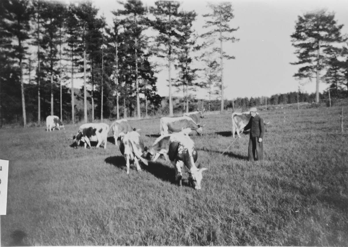 Halvor Velstad med kuflokk, på Langerud i 1950-årene. 