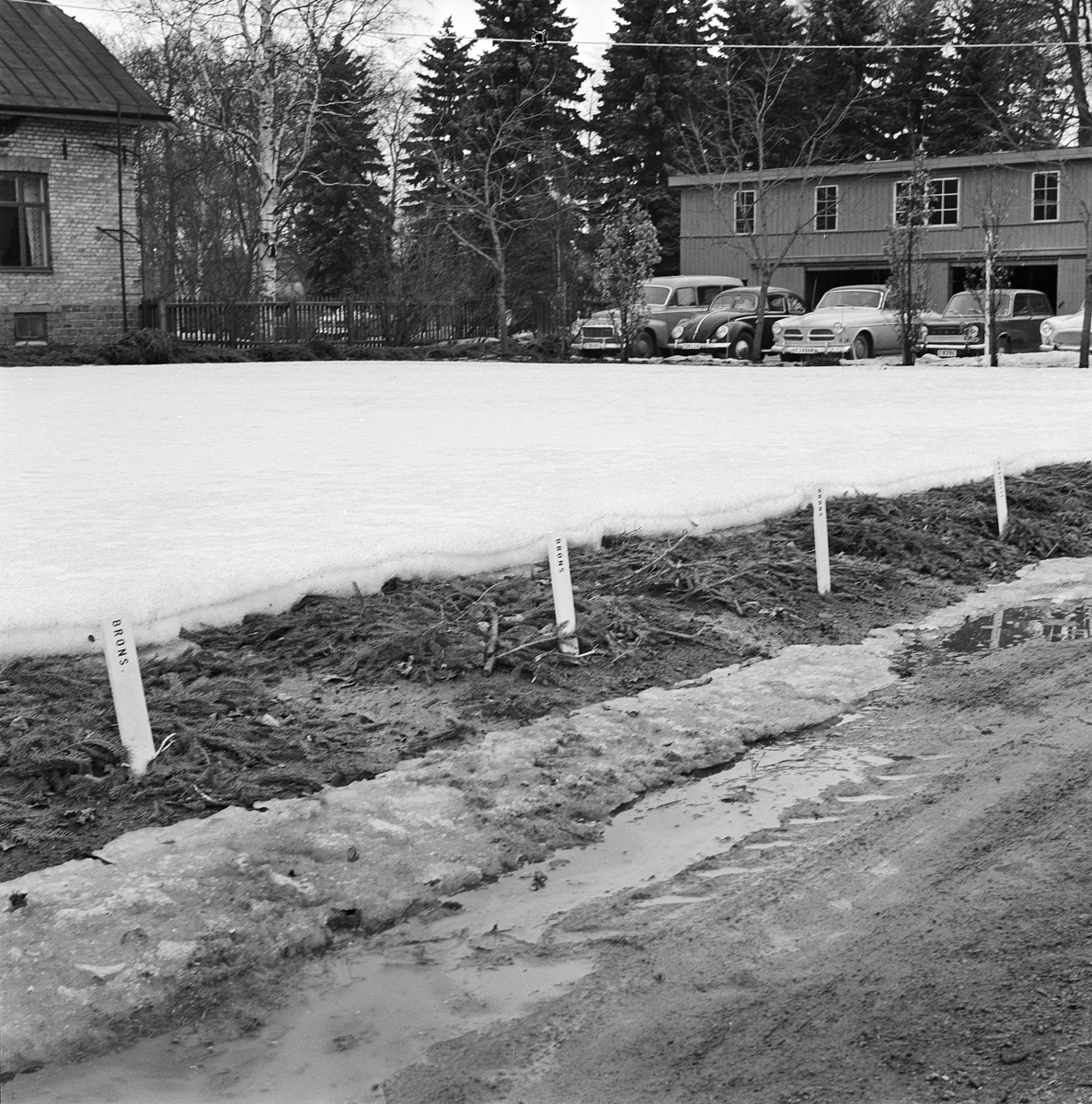 Växtodling, Uppsala 1963