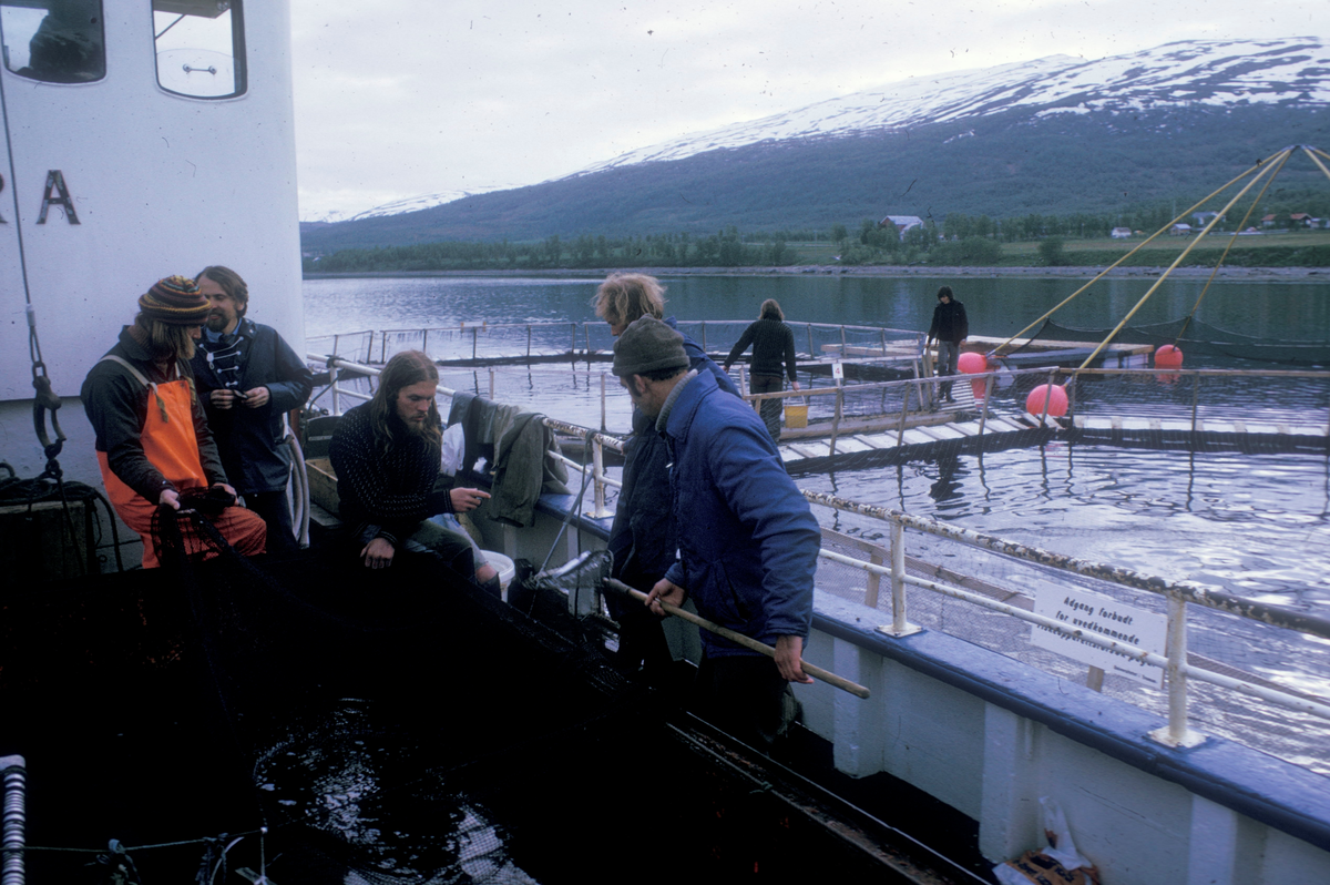 Unifisk, Tromsø 1974 : Båten "Petra" ligger langsmed tremerder