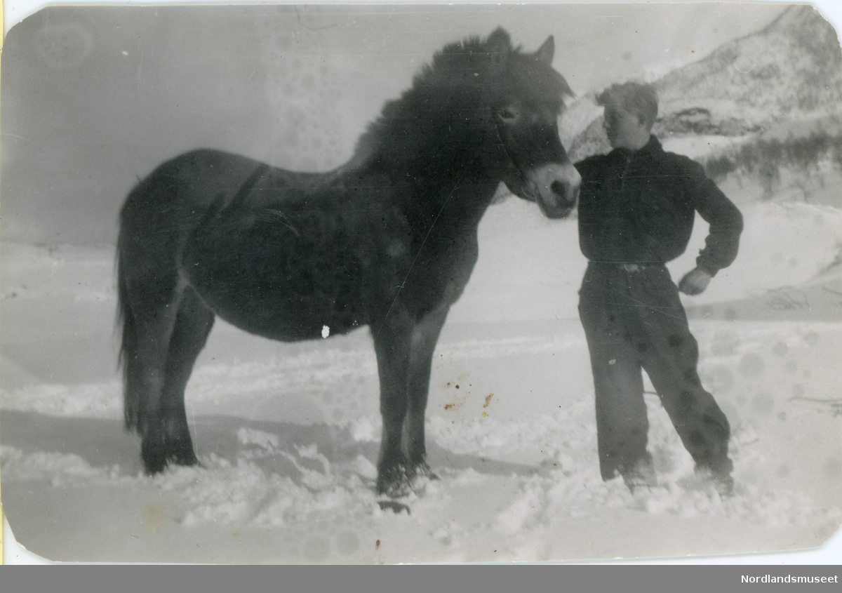 Ung gutt og hest. Ole Holmvaag, født i 1925, med hesten Bruna, fra Holmvåg i Steigen.