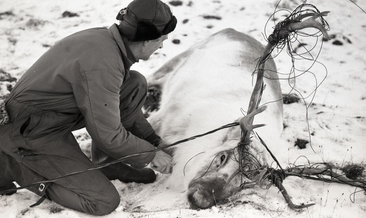 I tidsrommet fra 2. til 10. oktober ble det meldt om 7 reinsdyr som hadde satt kabel fast i geviret i området rundt Longyearbyen. To dyr ble avlivet, blant annet bukken på bildet som hadde knekt beinet.  