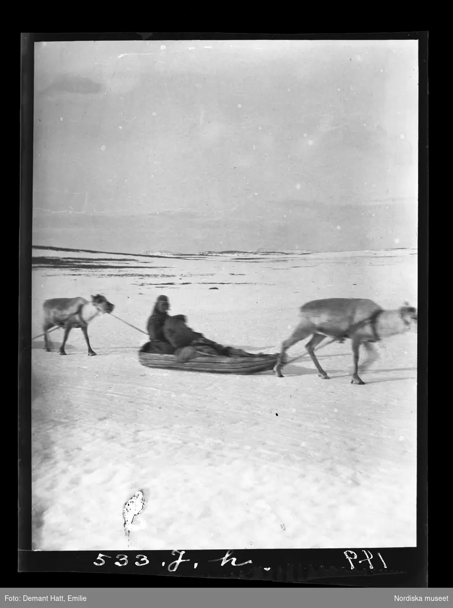 Renar spända för ackjor i ett snöigt fjällandskap under vårflyttningen från Närvä. Bilden ingår i en serie fotografier tagna av Emilie Demant Hatt i Sapmi mellan åren 1907 och 1916.