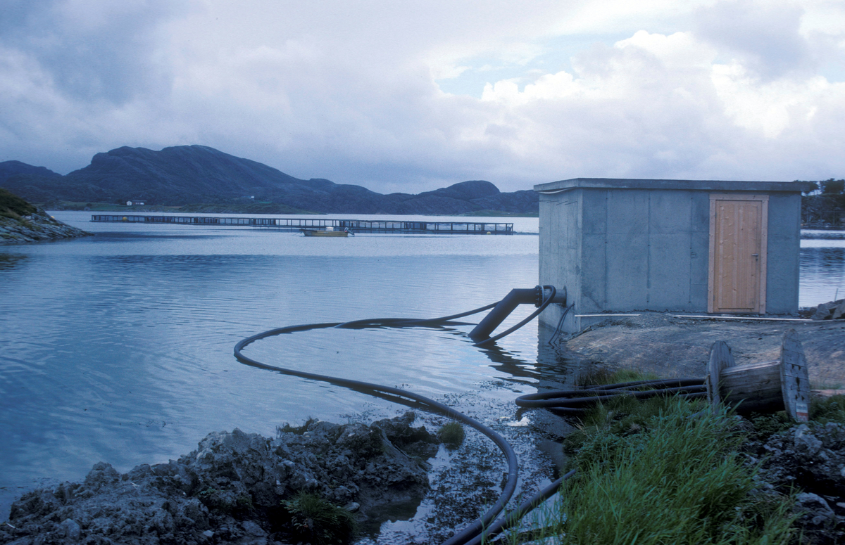 Tex-Fisk A/S, S-T Stamfisk A/S (Bjugn 1987) : Et pumpehus til høyre, oppdrettsmerder på sjøen i bakgrunnen.