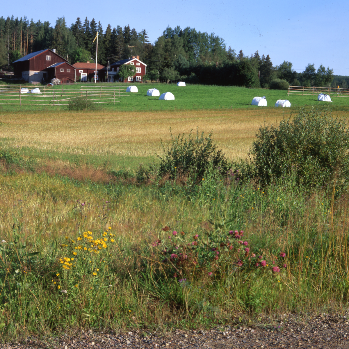 Inplastade ensilagebalar på åkermarken framför en gård med flera byggnader.