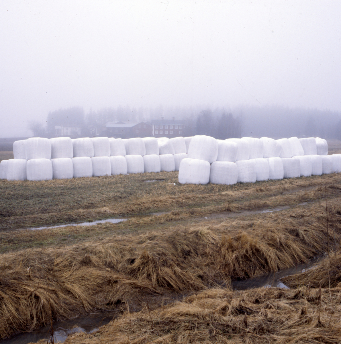 En stor mängd ensilagebalar staplade ovanpå varandra. I bakgrunden syns en gård med flera byggnader i dimman.