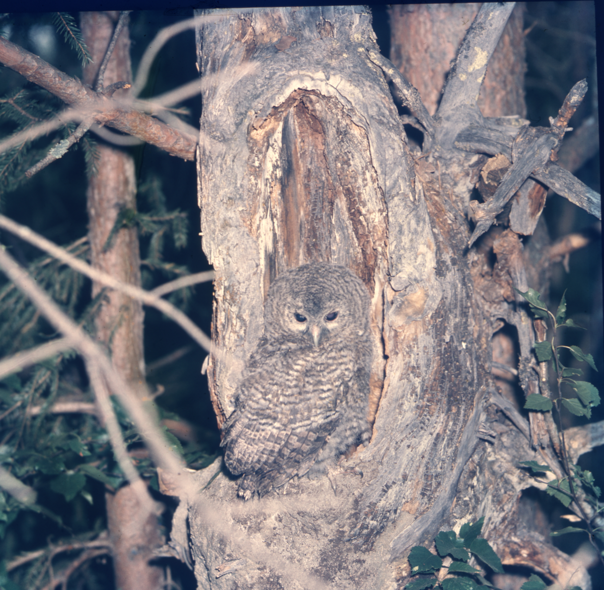 En uggla sitter i ett träd där den smälter in i omgivningen.