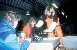 Tex-Fisk A/S, 1987 : Smolt flyttes for vaksinering