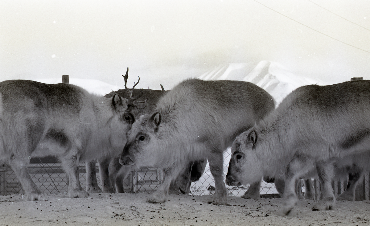 Fra forskning på reinsdyr. I 1975 ble 10 reinsdyr fanget på Svalbard og flydd til Tromsø med Braathens. Senere ble de tatt til Lødingen, og senere var planen at de skulle settes ut på et øy i Kvæfjord. 