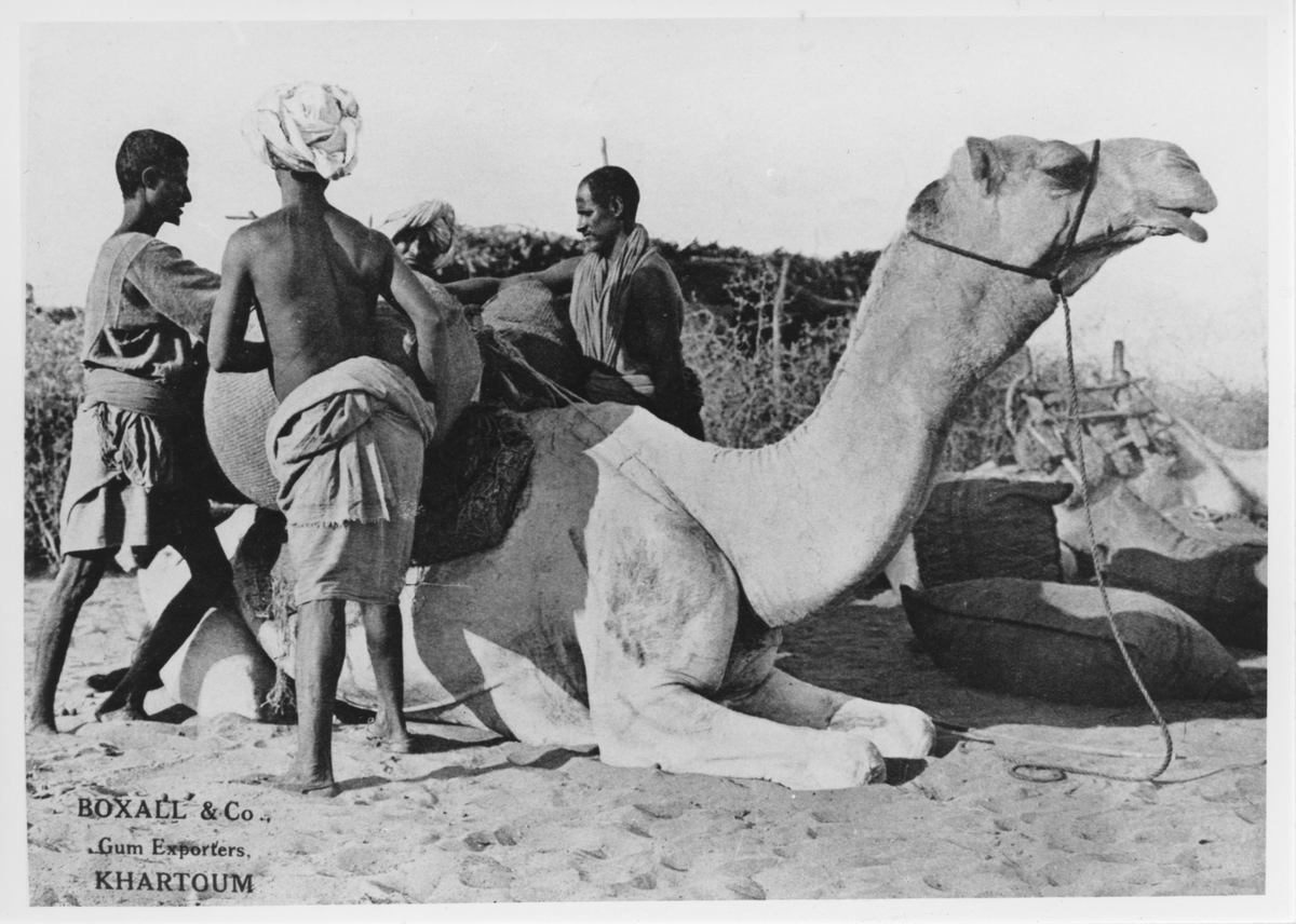 Lastning av gummi arabicum på liggande kamel. Troligtvis i Sudan.