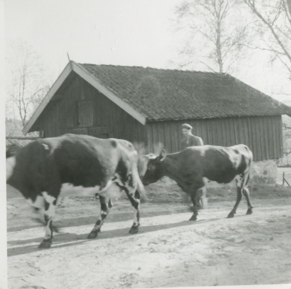 En man och två kor går på en grusväg, Backen eller Högen 1960-tal. I bakgrunden ses en ekonomibyggnad.
