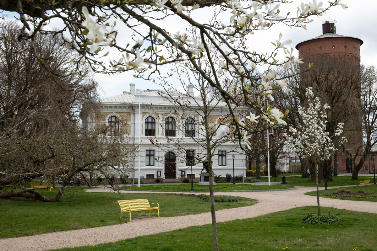Vänersborgs museum. Magnolian blommar i Museieparken
