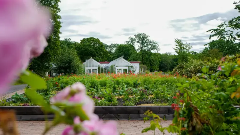 Frodige blomsterbed med drivhus i bakgrunnen.