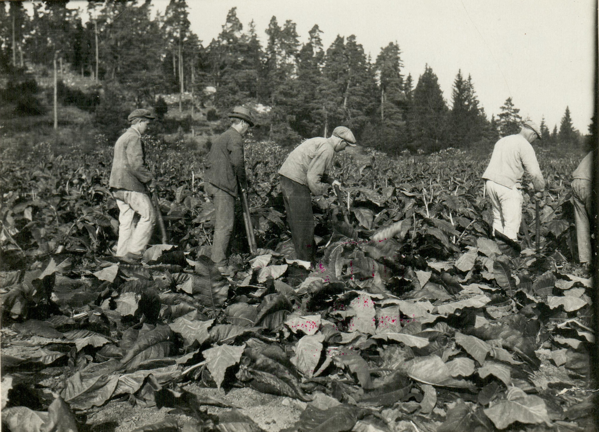 Efter klyvningen klipps plantorna av vid jordytan. Prästnibble 1921.