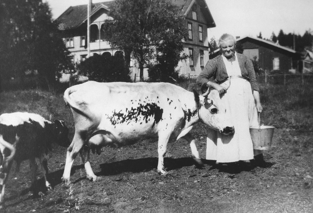 Mor Dammen mes kua og kalven sin foran Nygaard