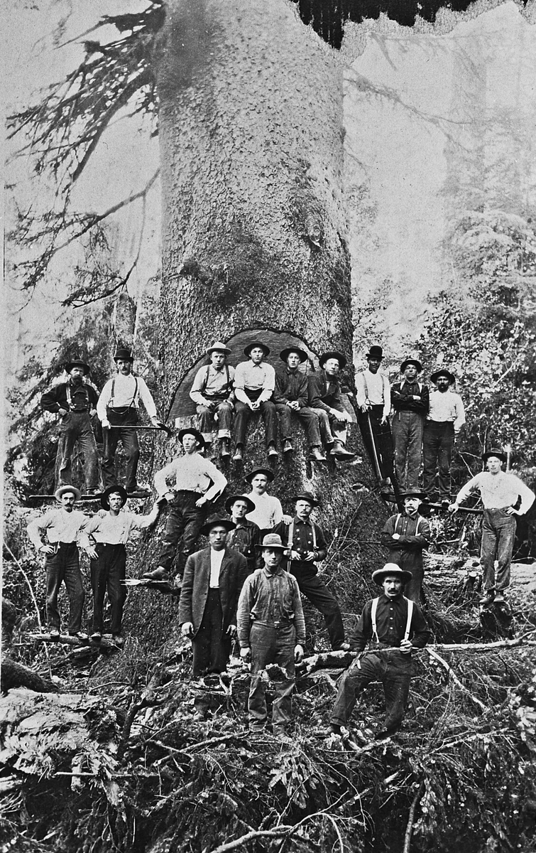 Tømmerhoggere ved Stillehavskysten i USA. 
Kan være noen fra slekten Flesvig i Feiring med på bildet.