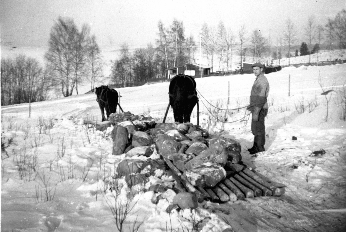 Hester med steinlass på steinslede på Heggenhaugen, Ringsaker. Hestene er "Sølvi" og "Rulle". Kjørekar er Gunnar Støen.